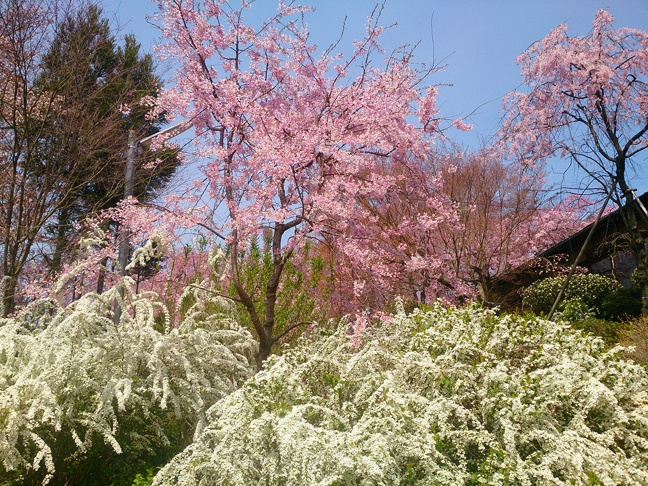 この時期だけ開かれ、240本あまりの桜を見ることができます。