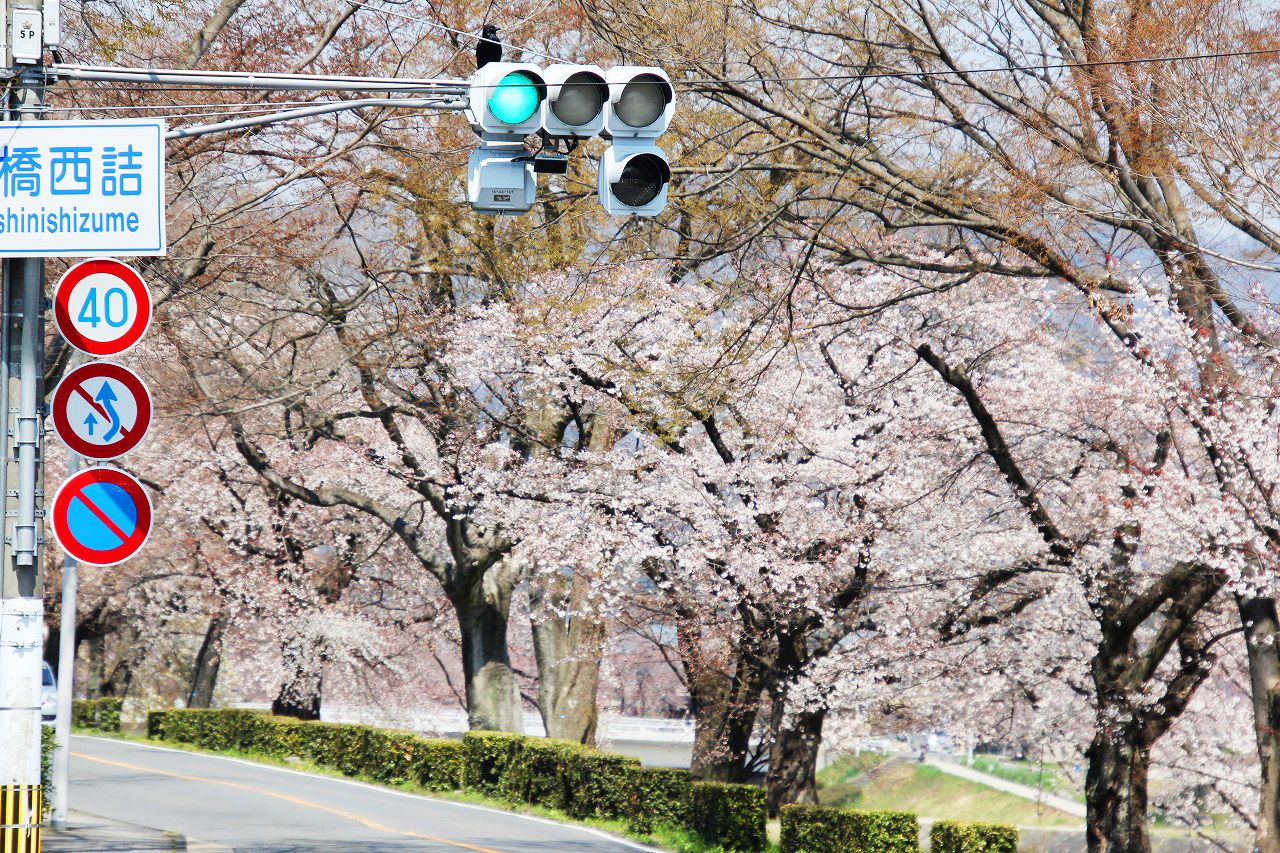 加茂街道沿いの「志波む桜」
