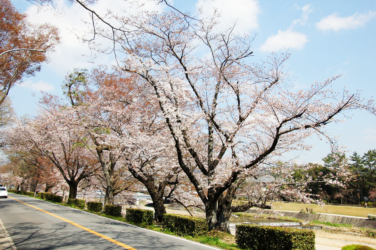 加茂街道沿いの「志波む桜」