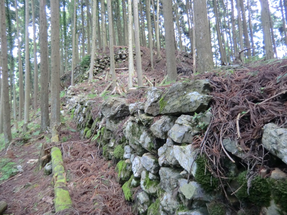 京都市右京区京北の森林に残る「周山城跡」光秀築城当時の石塁