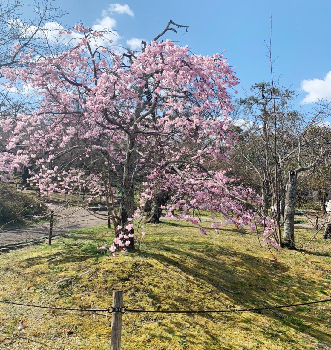 公園の中心部にある祇園枝垂桜は、正式名称「一重白彼岸枝垂桜」といいます。1代目桜は枯れてしまい、現在の桜は、庭師の佐野藤右衛門により植えられたもので、2代目です。