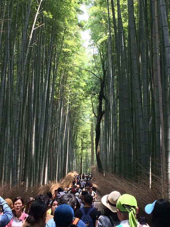 洛西：嵯峨野、竹林の小径