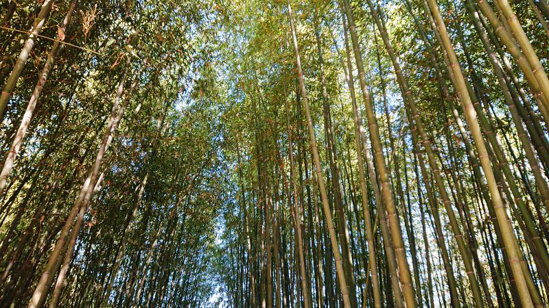 ６月の真竹の竹林
