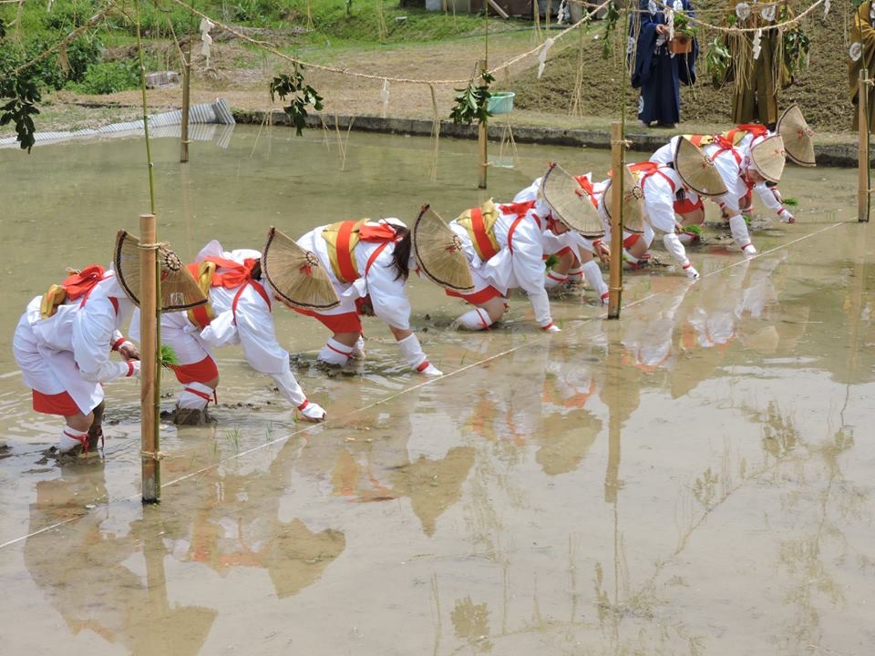 京都八坂神社御田祭での早乙女の手植え