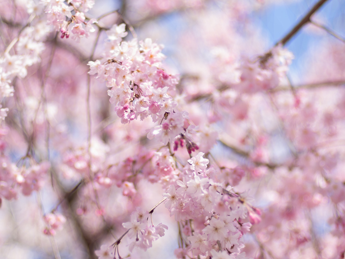 風に揺れる枝垂れ桜