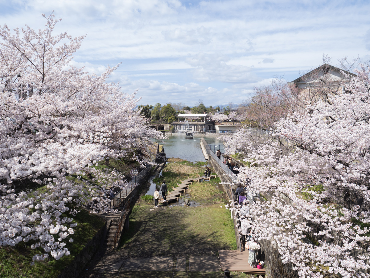 蹴上インクライン沿いの桜からの琵琶湖疏水