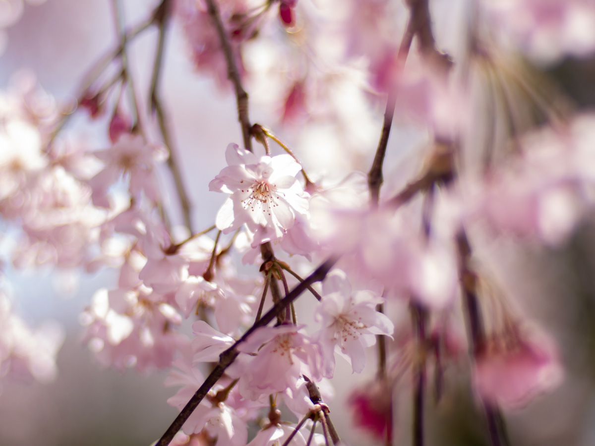 日差しが透ける枝垂れ桜の花弁