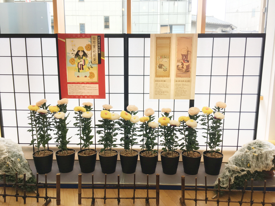 ▲上京区役所ロビーにて展示された被綿の菊。