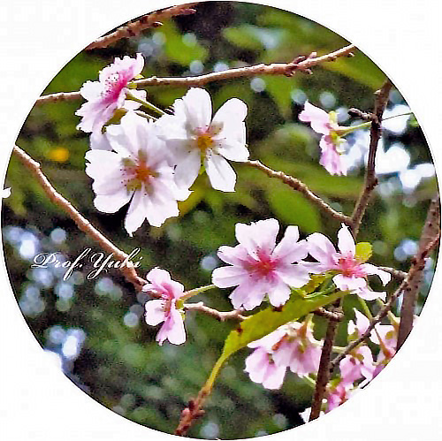 十月桜の花（拡大）