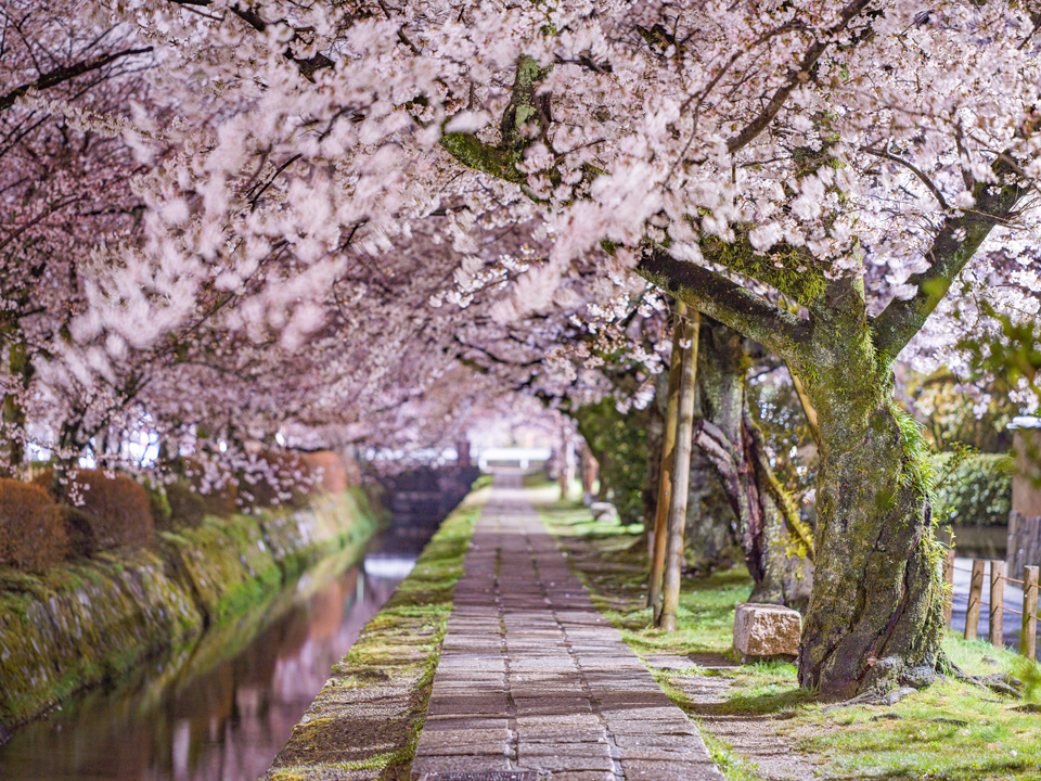 満開になった哲学の道の桜