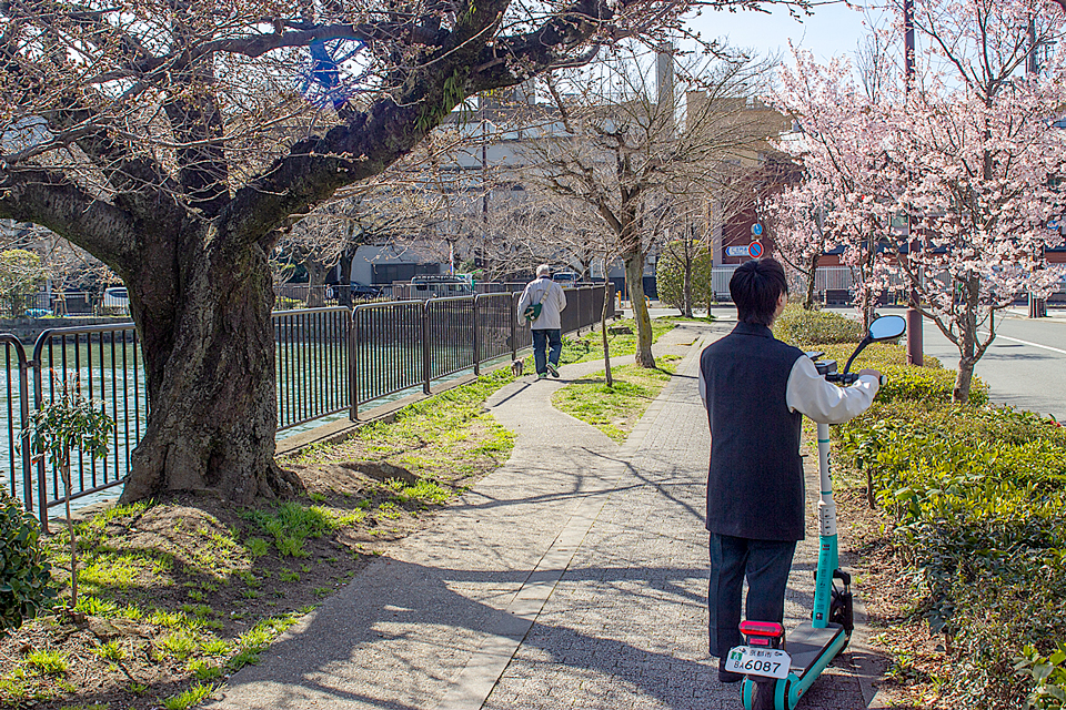 取材時に見つけた岡崎疏水の桜