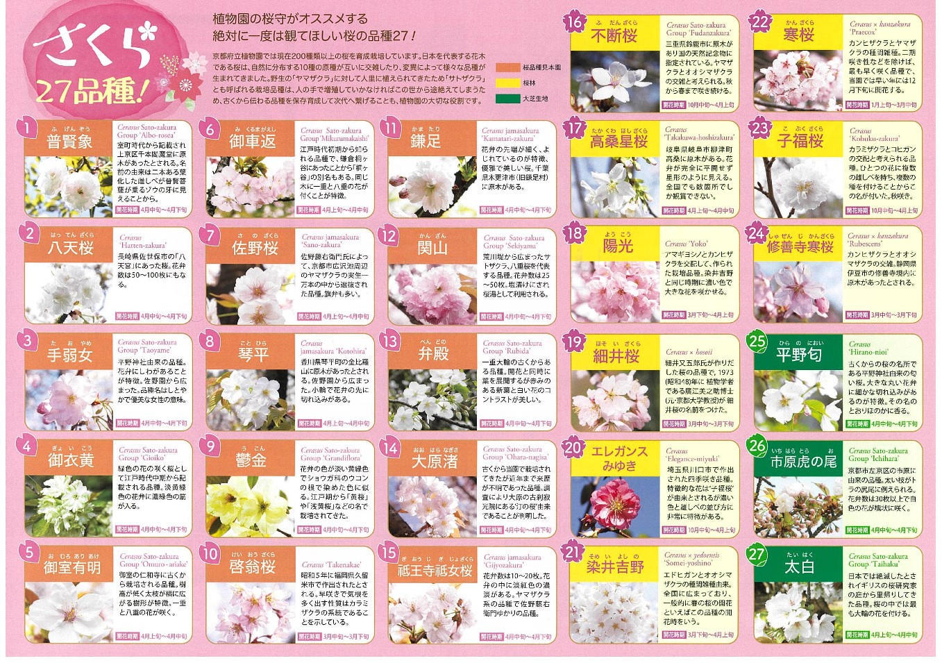 京都府立植物園で見れる桜の品種説明