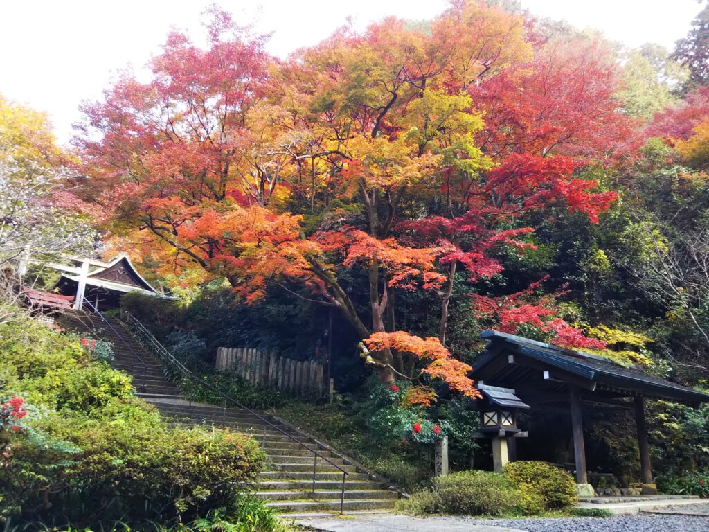 日向大神宮の紅葉風景