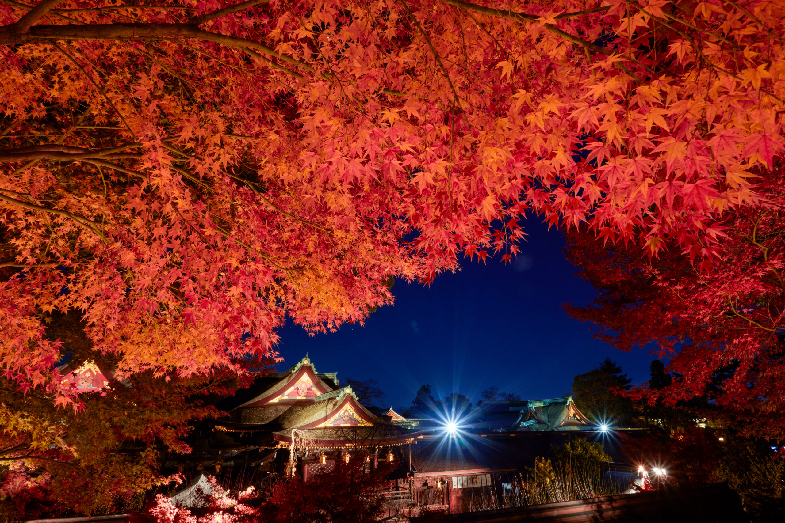 画像提供：北野天満宮
紅葉風景