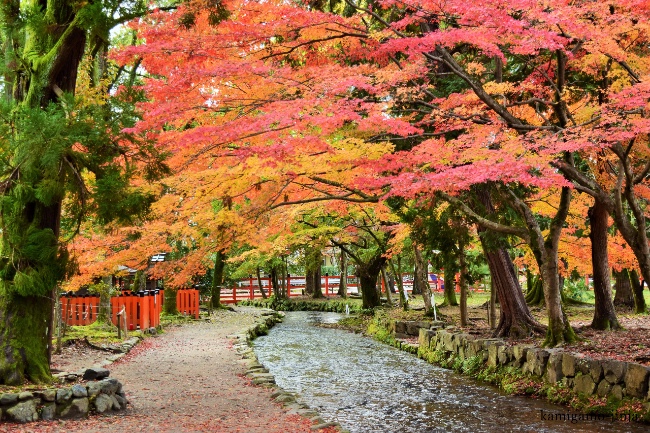 上賀茂神社の紅葉風景
画像提供：賀茂別雷神社