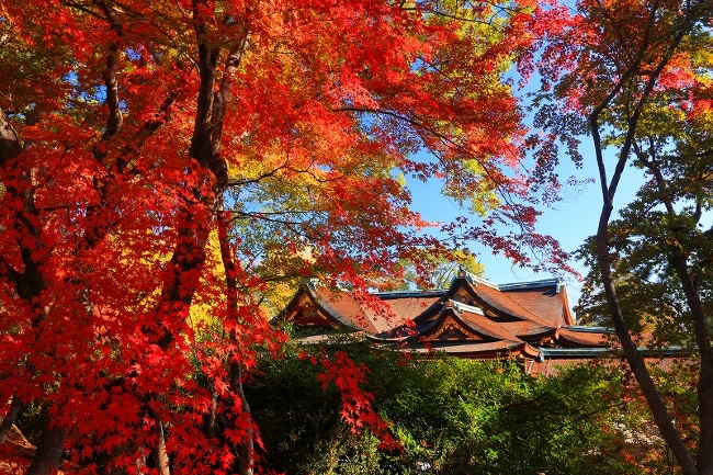 画像提供：北野天満宮

紅葉風景