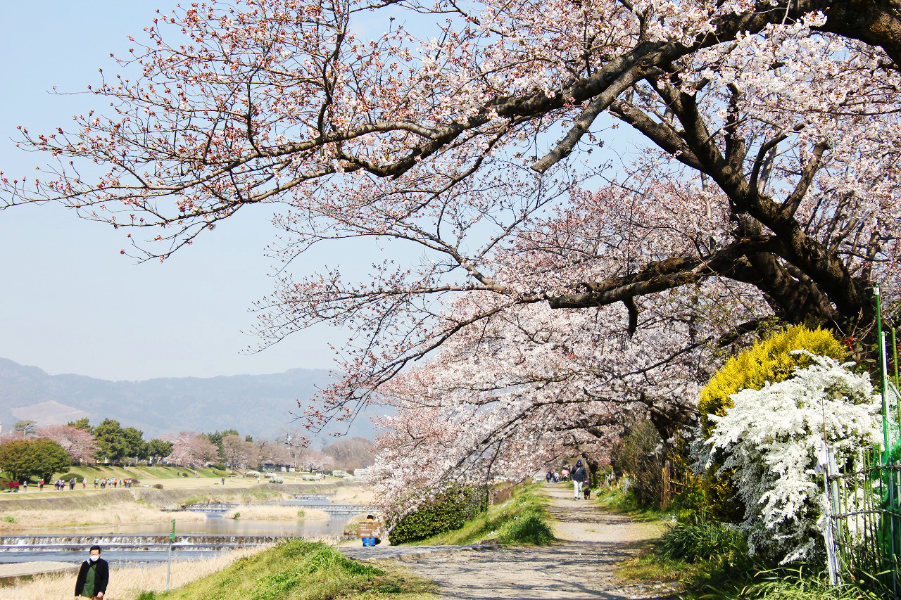 葵橋東詰から上流を望む