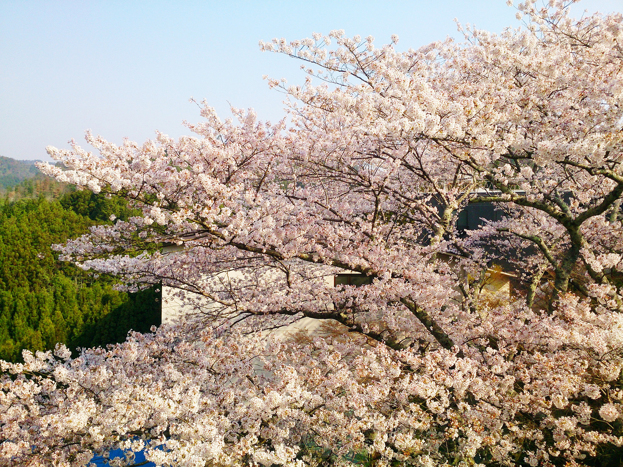 然林房本館客室より見える桜