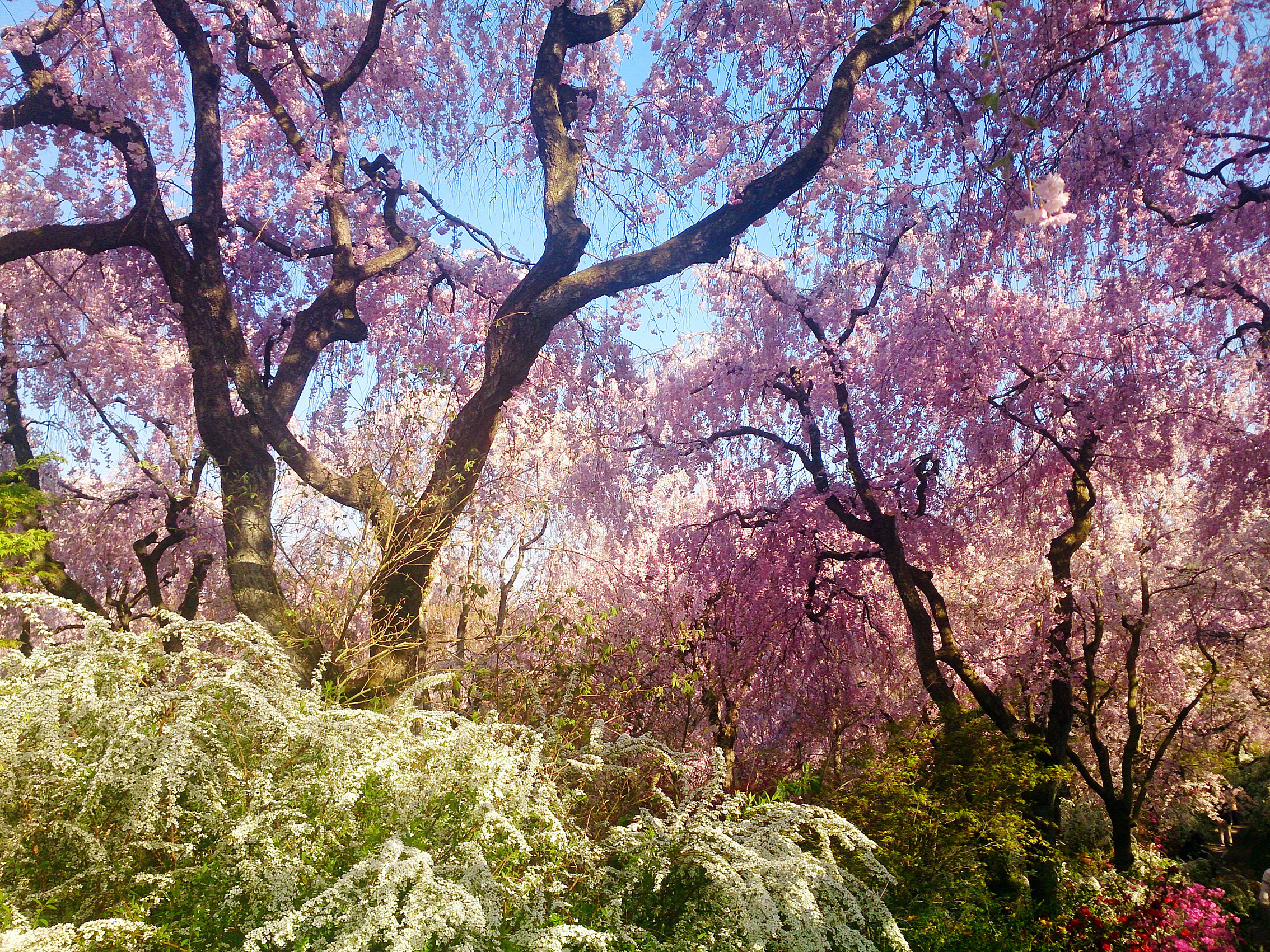 雪柳と桜と青空のコントラストは見事