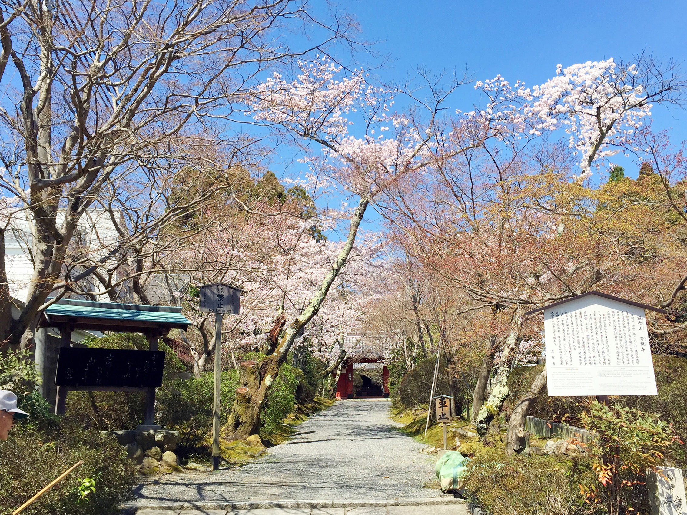 常照寺の桜