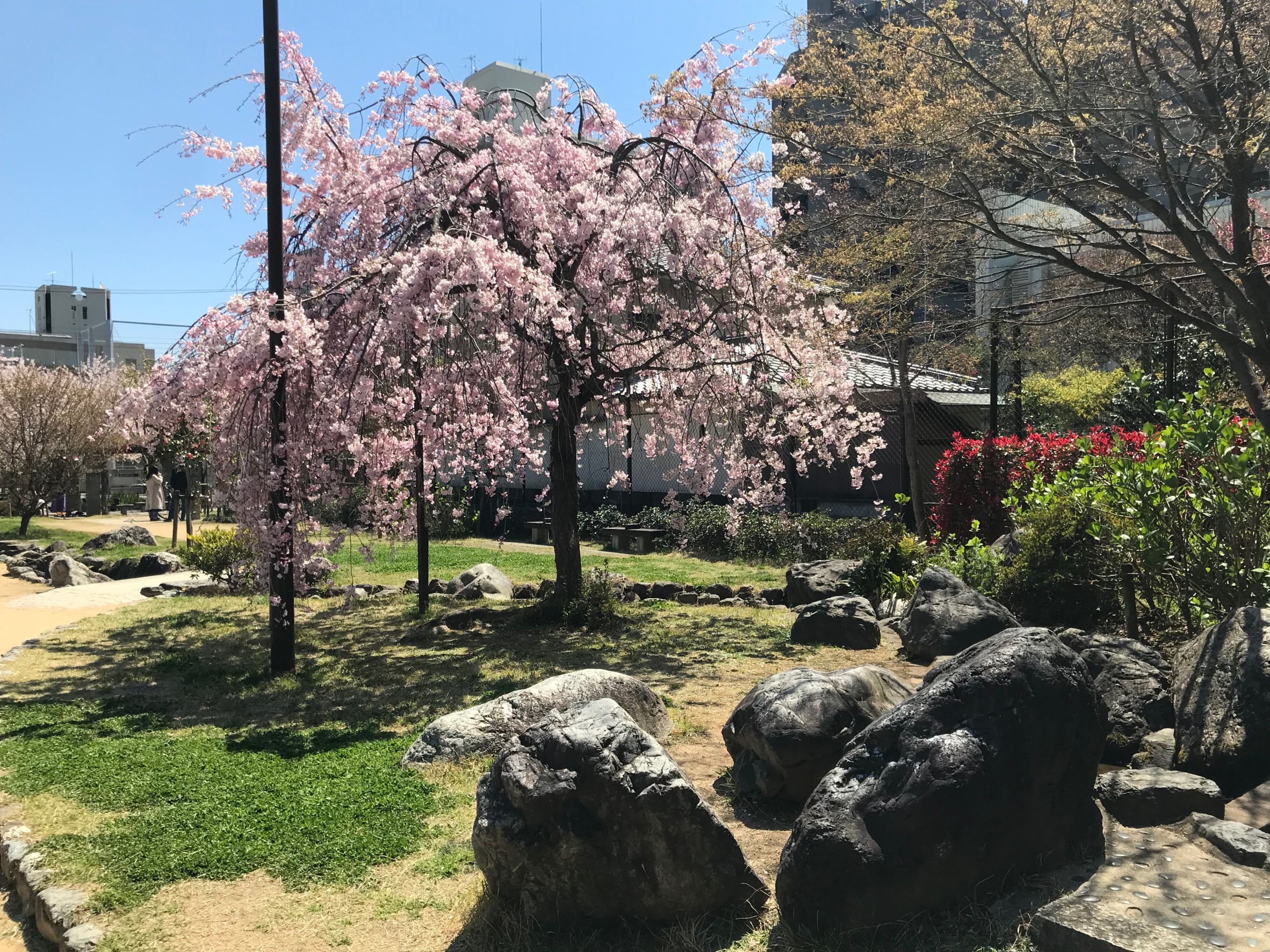 桜井公園