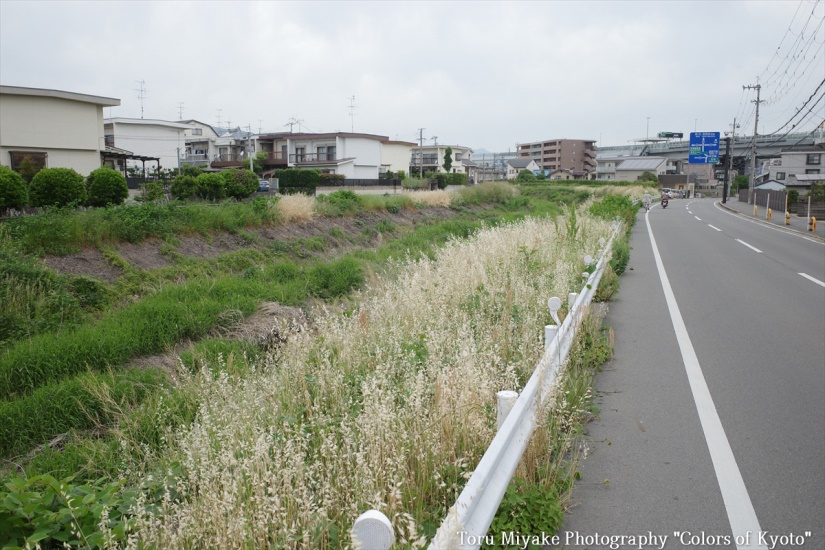 両軍が対峙したという小泉川