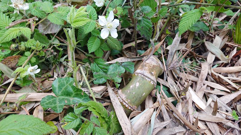 顔を出した地下茎