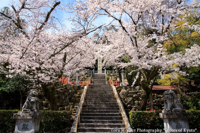 （建勲神社参道。春には桜が包む）