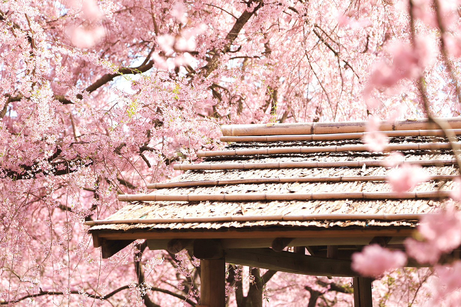 原谷苑のしだれ桜