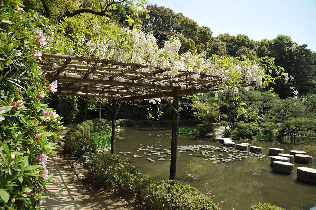 平安神宮の藤