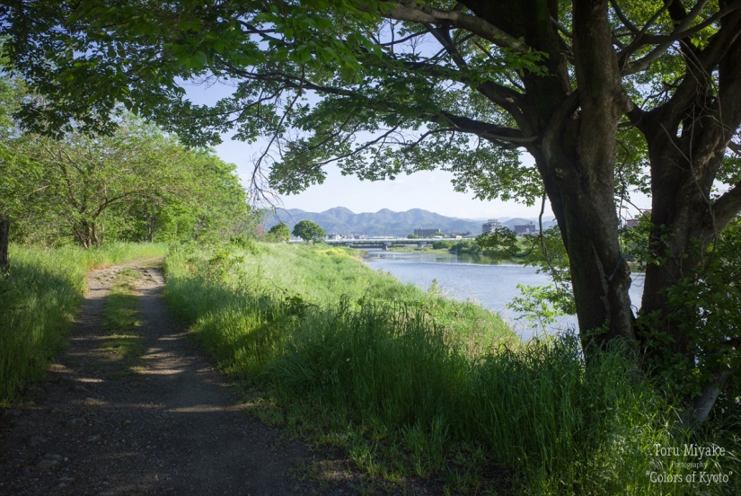 桂川畔。光秀軍の兵たちが休息したのもこのような場所だっただろうか