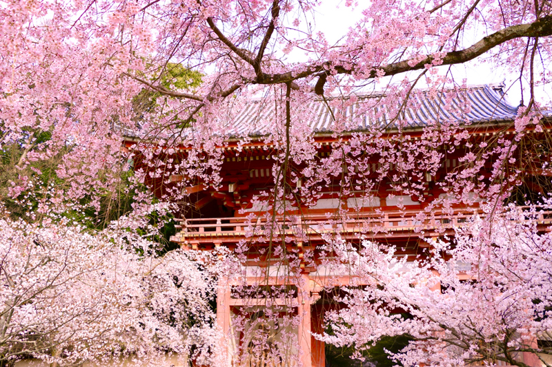 醍醐寺 仁王門