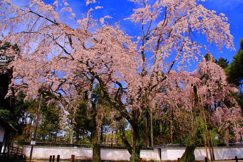 醍醐寺三宝院 太閤しだれ桜