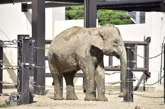 園内の動物たち