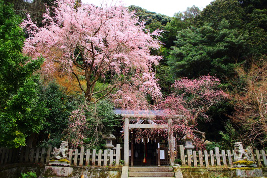 大豊神社／枝垂れ梅・枝垂れ桜・蝋梅