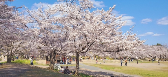 春の芝生広場