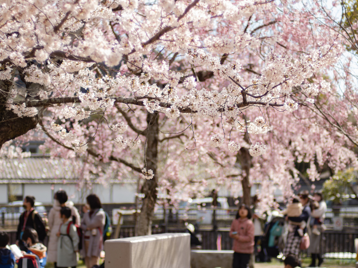 桜に彩られた園内