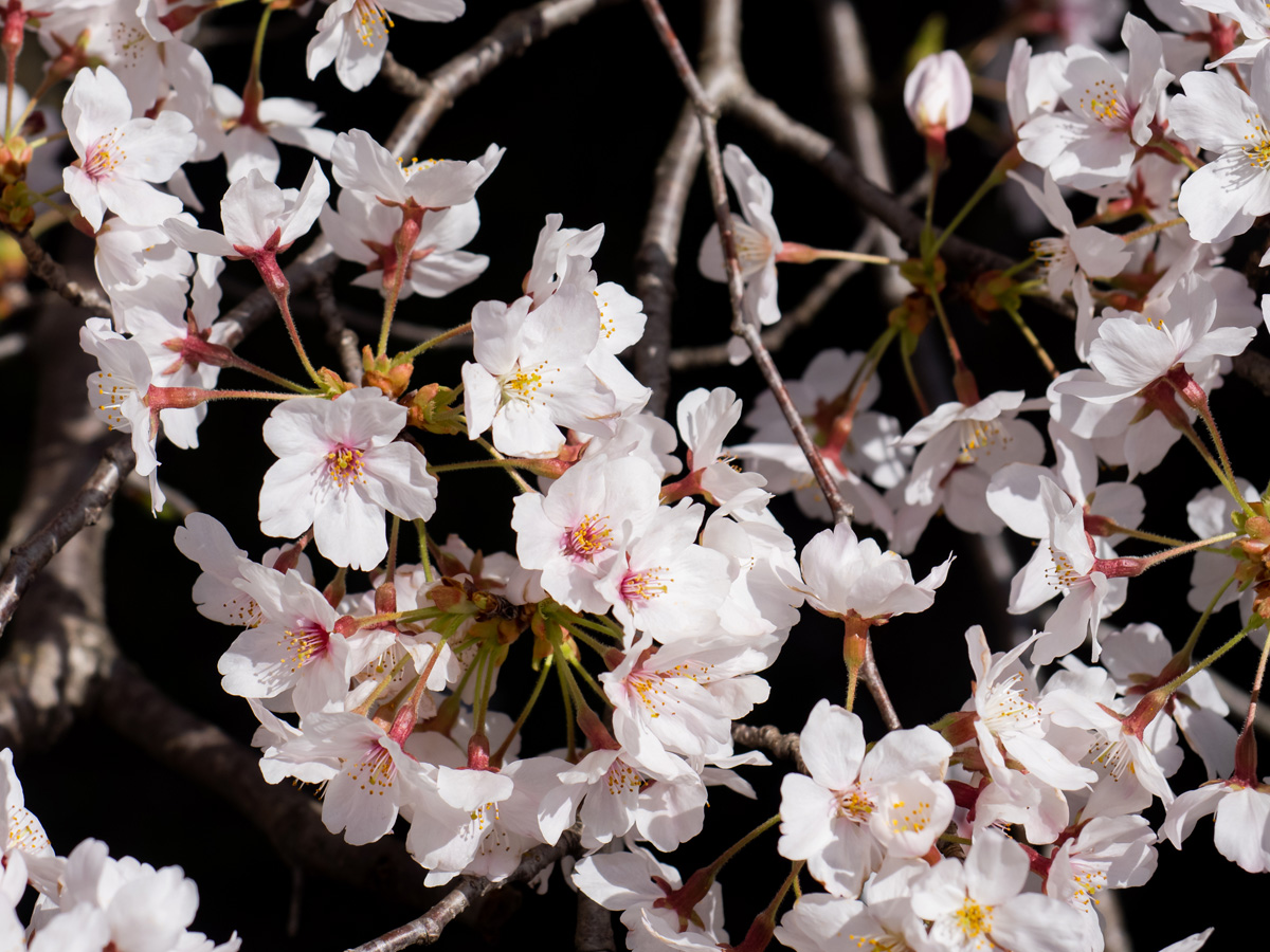 京都の桜