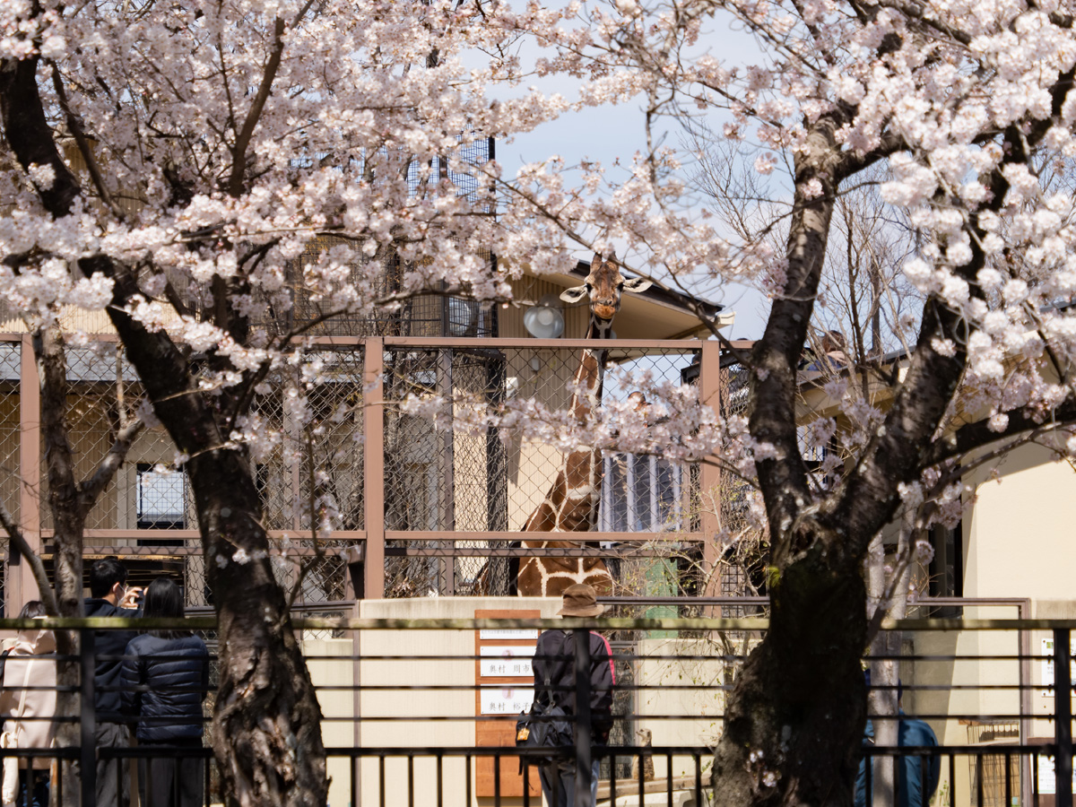 桜越しのキリン