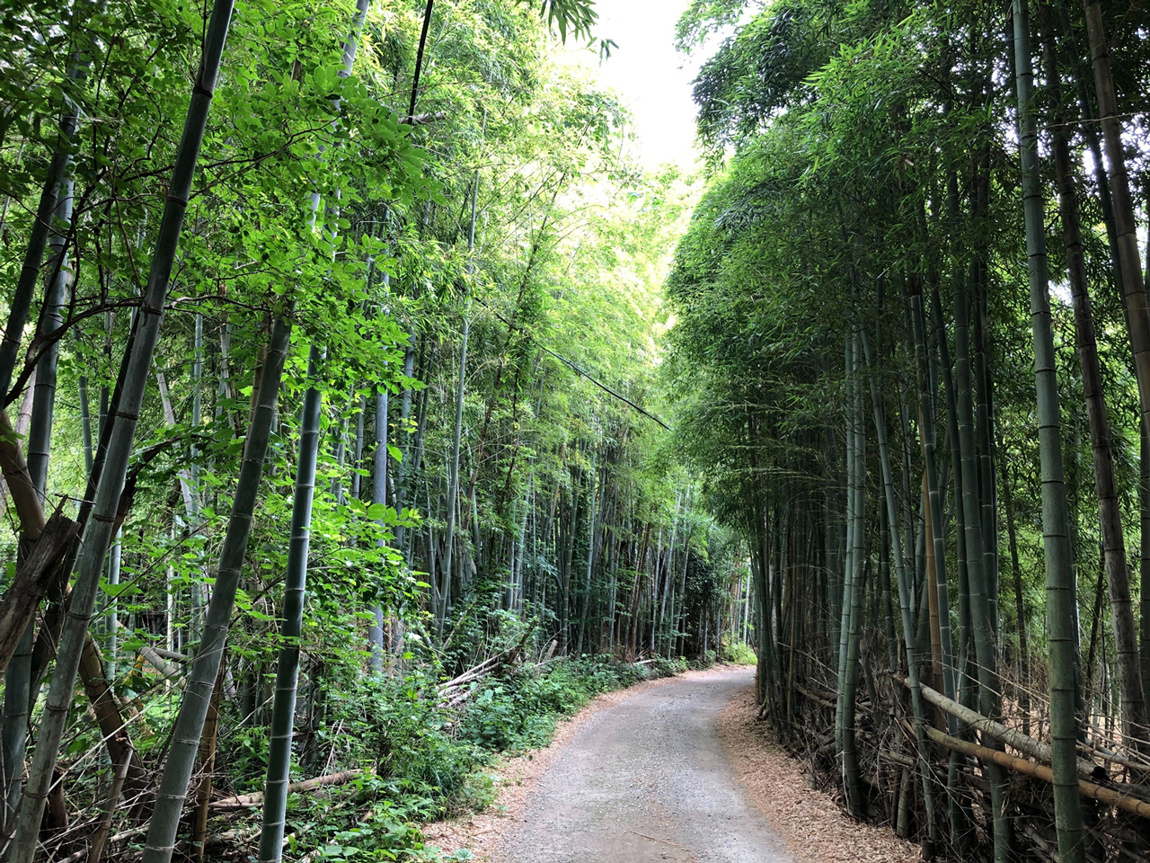 大岩山の竹林