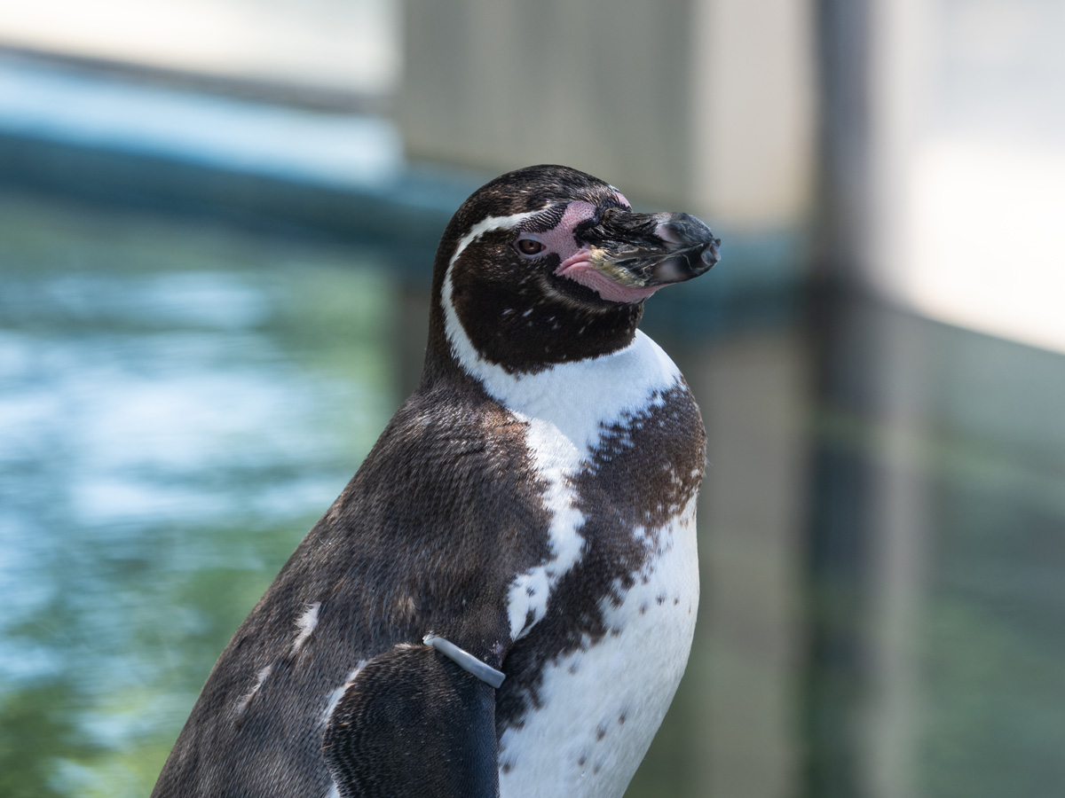 餌をもらった後、まどろむフンボルトペンギン