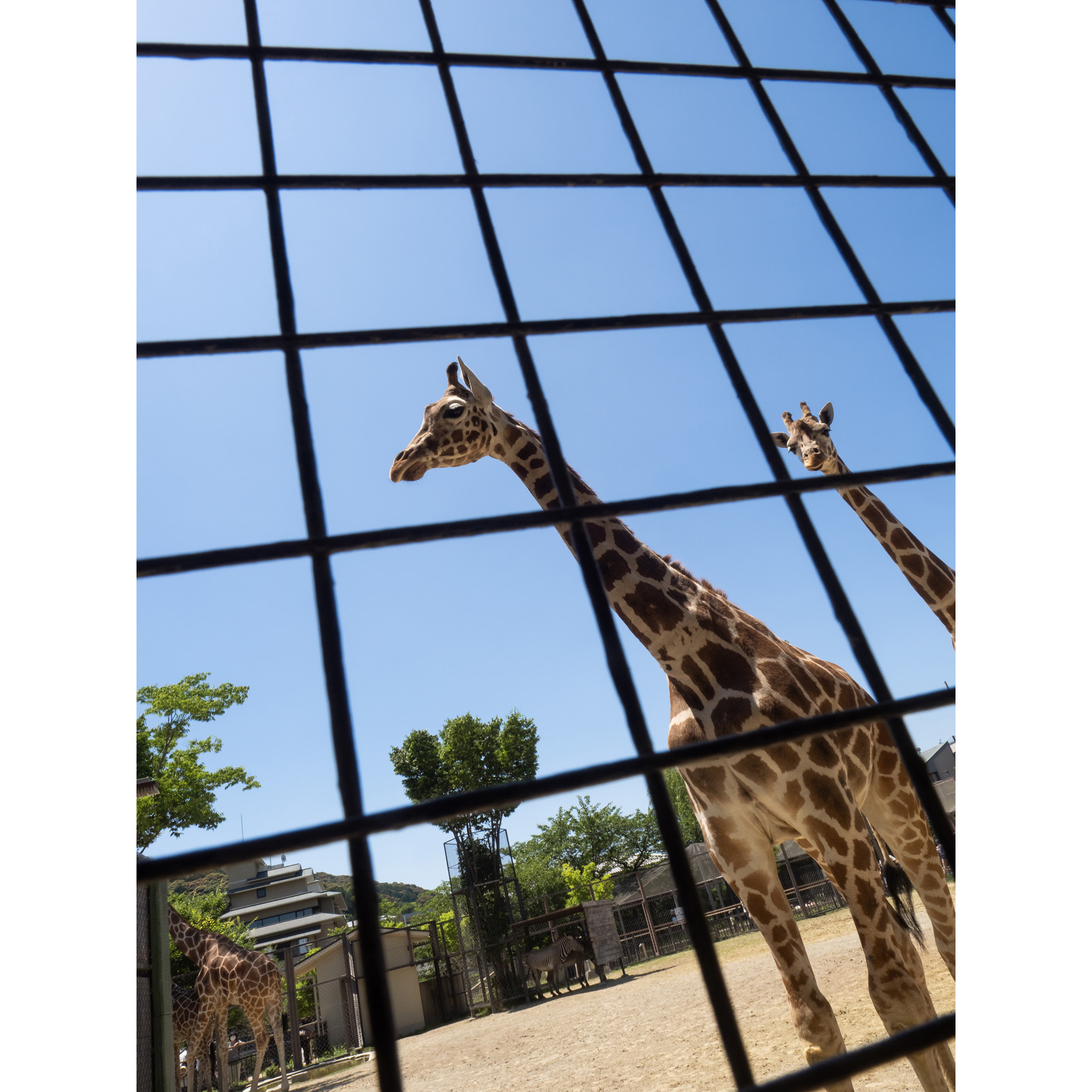 寝室から見上げるキリンの姿