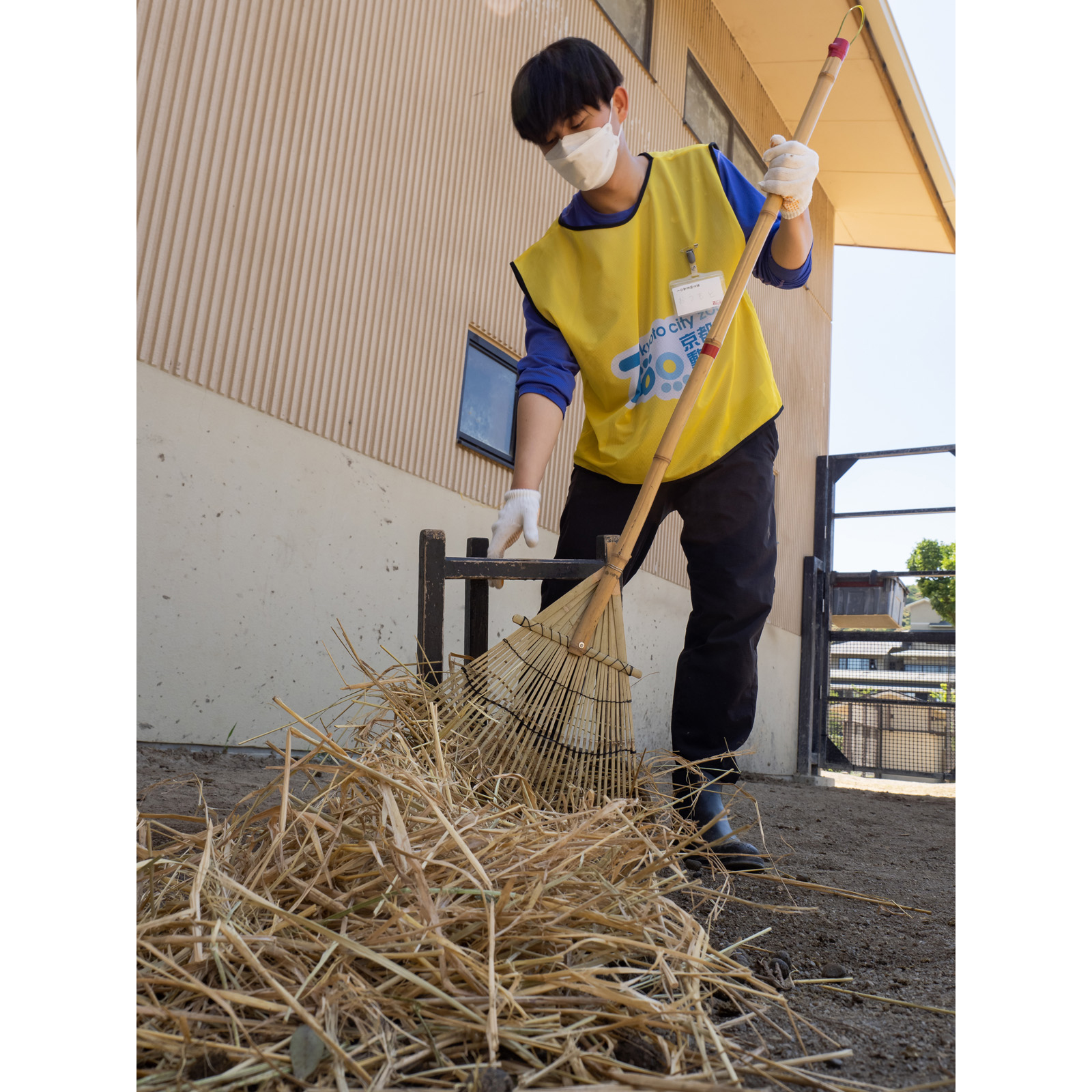 大量の寝わらを熊手でかき集める参加者