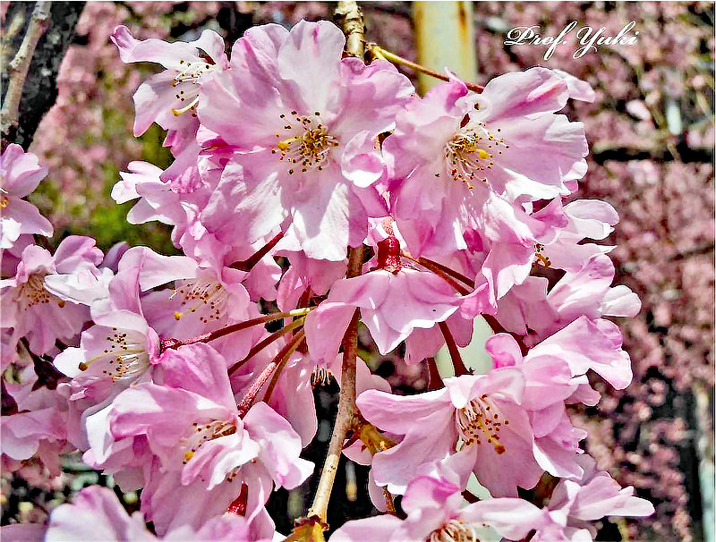 八重紅枝垂の花