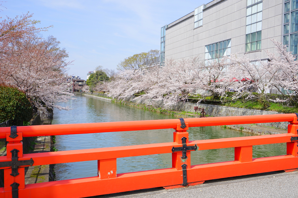 満開になった岡崎疏水の桜