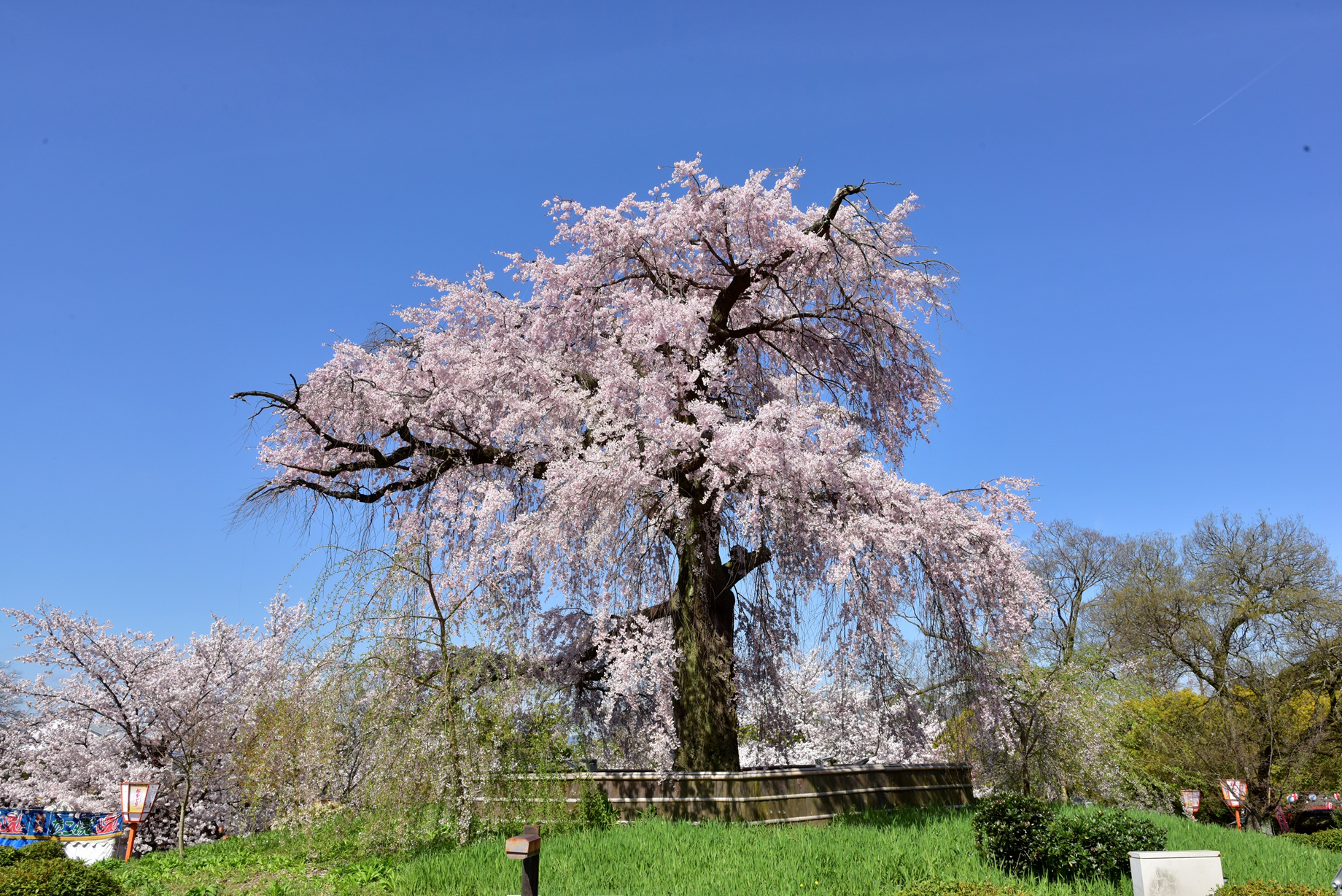 祇園しだれ桜 