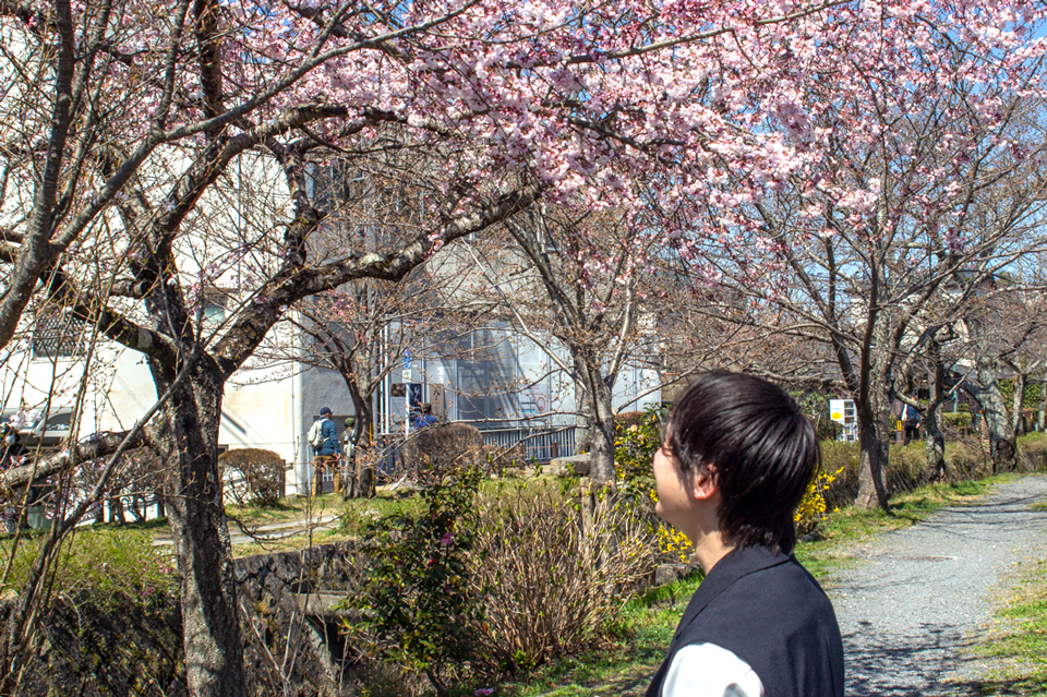 取材時に見つけた哲学の道の桜