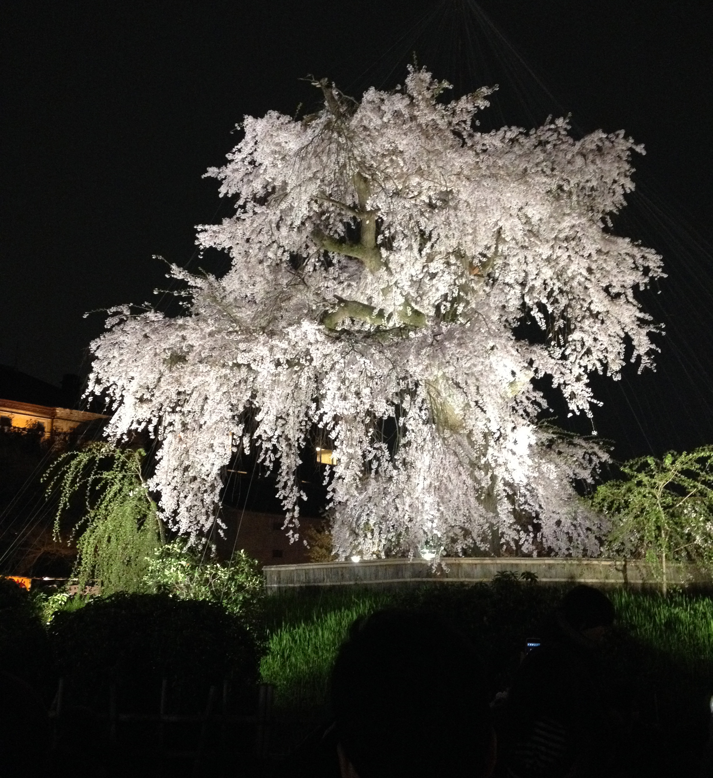 ライトアップした祇園しだれ桜