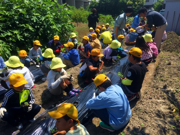 えごまの栽培をする小学生 